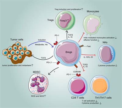 Frontiers | Phenotypes, Functions, And Clinical Relevance Of Regulatory ...